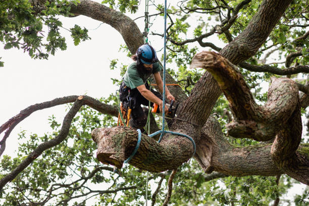 How Our Tree Care Process Works  in  Montebello, CA