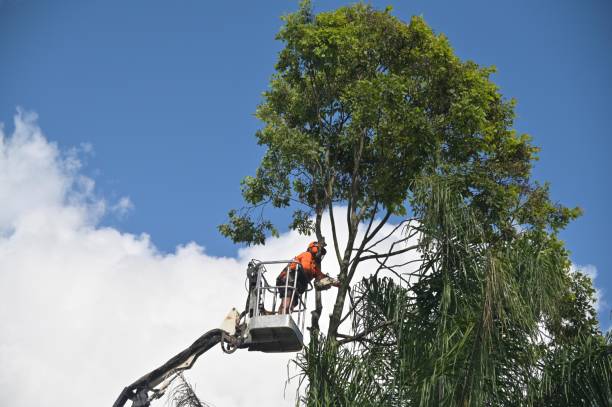 Tree and Shrub Care in Montebello, CA