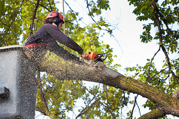 Montebello, CA Tree Services Company